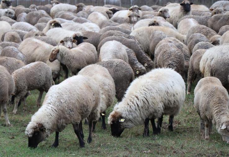 Diffuser les meilleures pratiques et les innovations reste un des principaux objectifs de SheepNet.