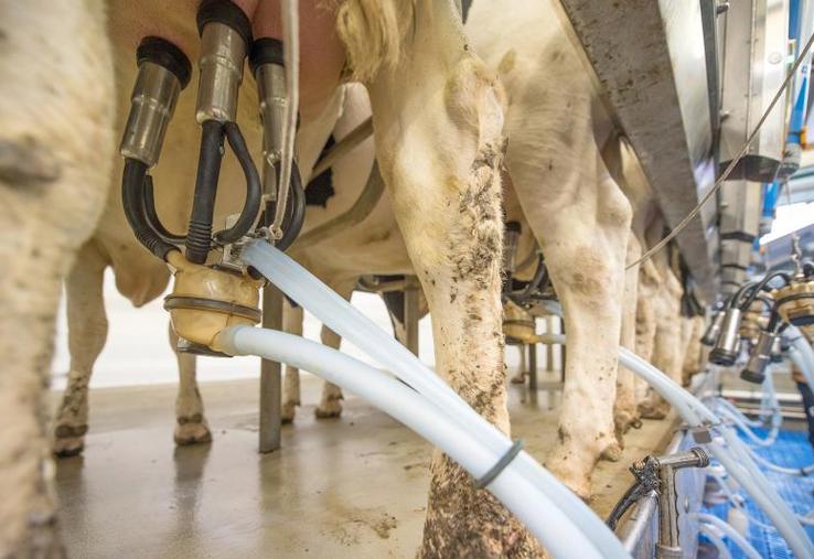 A partir du 1er janvier 2020, toutes les livraisons de lait seront systématiquement contrôlées pour la recherche de résidus d’antibiotiques.