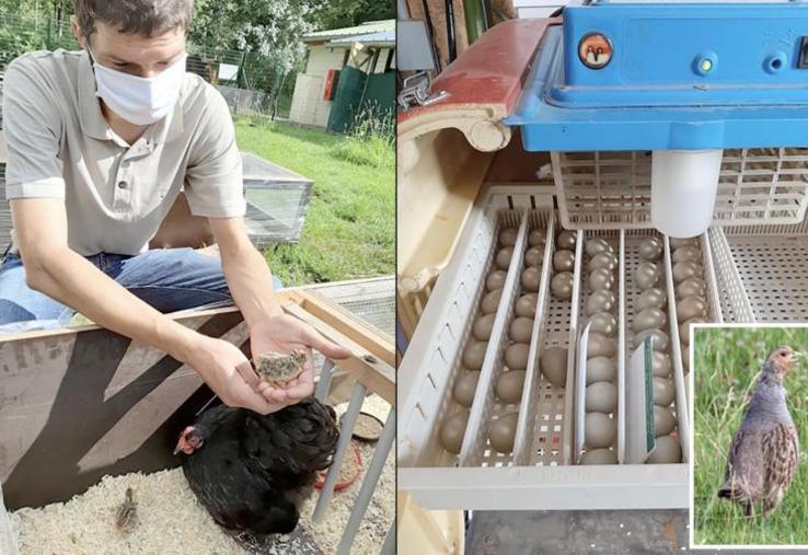 Depuis le 11 mai, sept nids ont été récoltés par le centre de sauvetage. Les œufs y sont choyés pour mener à bien 
les couvées.