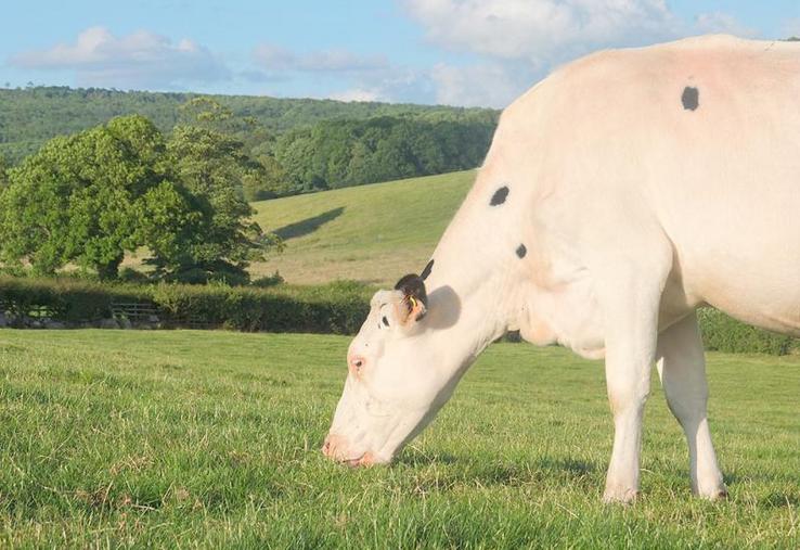 Un excédent engendre toujours une baisse des prix. Les éleveurs laitiers sont donc priés de maîtriser leur volume malgré le pic de production printanier.
