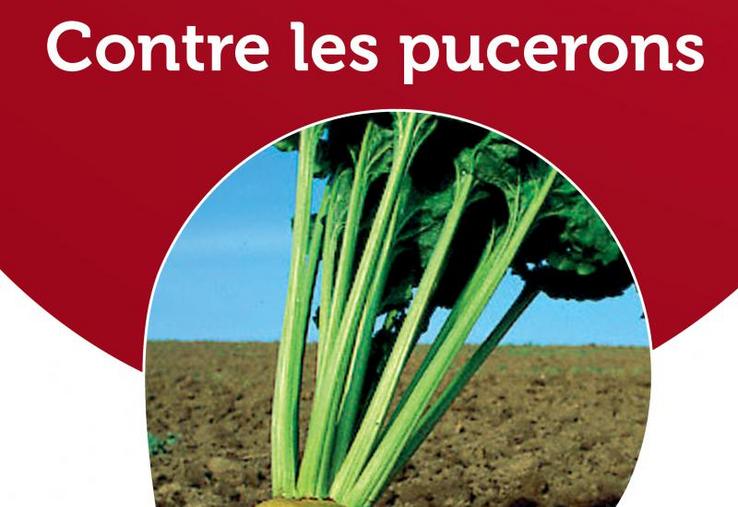 La solution Teppeki est désormais autorisée à partir du stade 2 feuilles contre 6 auparavant dans le cadre d'une lutte contre le puceron vert sur betteraves.