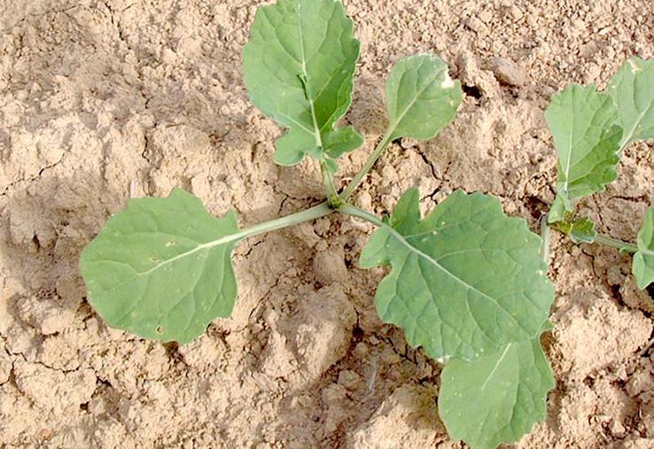 Atteindre le stade 4 feuilles avant le 20 septembre permet d’éviter les attaques nuisibles de la grosse altise adulte.