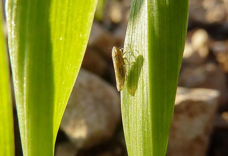 Si une forte activité de cicadelles est observée, un traitement est à réaliser.