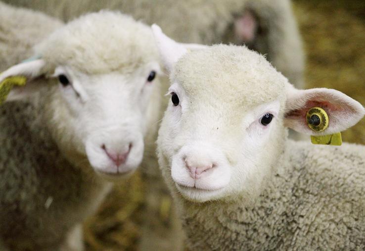 Les moutons Île-de-France seront à l’honneur au Salon de l’agriculture de Paris.
