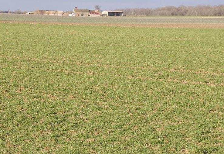 Pour mesurer l’azote du sol disponible pour les cultures, des abaques sont mises à disposition par le Comifer.