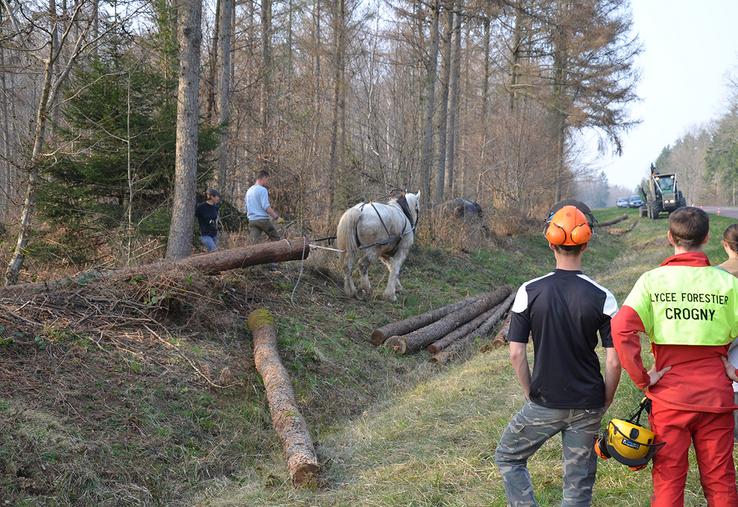 Le Bachelor management option Bois et dérivés se composera à la fois de cours théoriques et de pratiques mais aussi de visites et de rencontres avec  des professionnels, transformateurs, scieries, ainsi que les acteurs du bois  privés, comme publics. 