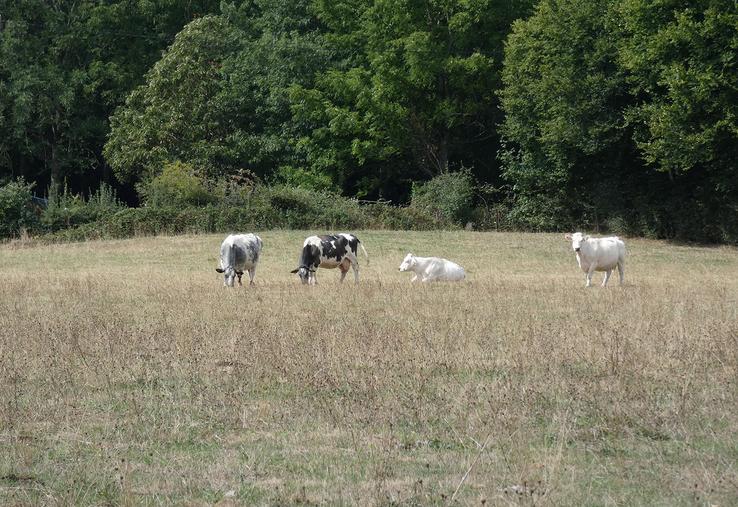 La vache Bleue du nord a la particularité d'avoir des taches légèrement bleutées. 