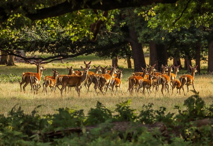 La présence d’une concentration de grands animaux dans un massif forestier peut compromettre la biodiversité forestière et compliquer les efforts de reboisement. 