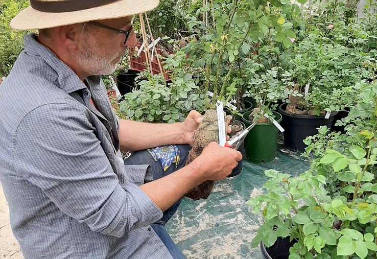«La création d’une nouvelle variété de rosier n’est pas industrielle mais naît évidemment d’un sentiment de créativité. Ensuite, la sélection s’inspire d’arguments techniques et agronomiques correspondant ou déclenchant un jardinage original», assure Jean-Lin Lebrun. 