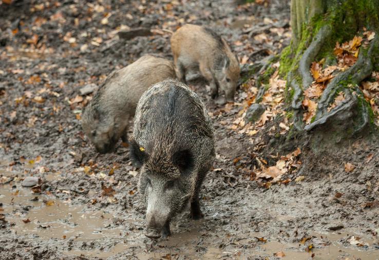 Chaque saison, un peu plus de 4 000 sangliers sont tués dans la Somme. 
