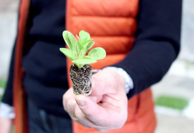 La production de tapis de fleurs n’est pas mécanisée. Tout se fait à la main. 