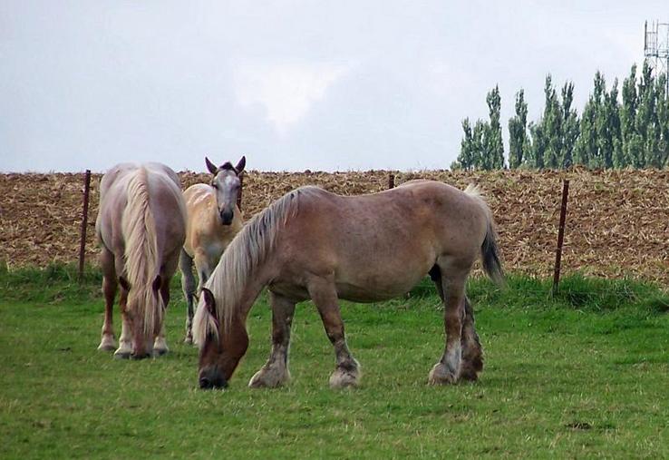 En France, environ 20 % des foyers consomment de la viande chevaline. C’est le troisième consommateur européen avec 300 grammes par habitant et par an, derrière l’Italie (800 g/hab/an) et la Finlande (440 g/hab/an).	