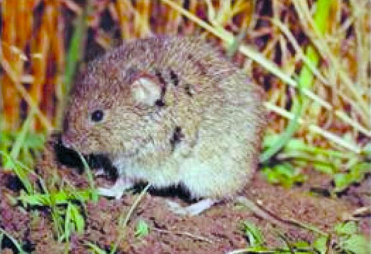 Campagnol des champs en parcelle.