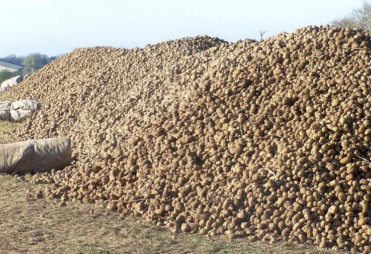 La reprise des tas stockés sous abri tourne désormais à plein régime.