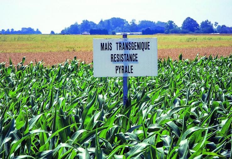 Les pays favorables aux OGM pourront continuer à les cultiver et ceux qui y sont opposés pourront les interdire.