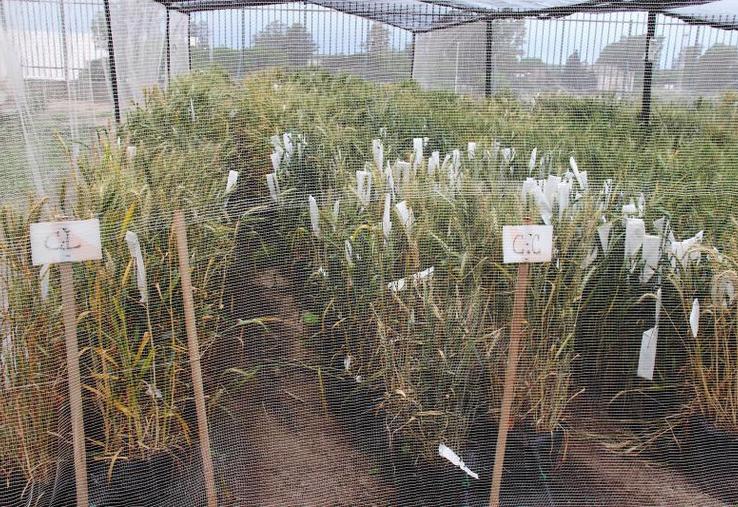 Par la décision de la CJUE, les industriels semenciers craignent que l’agriculture européenne et française ne soit pas en mesure de relever les défis climatiques et alimentaires de 2050-2100 faute de variétés adéquates.