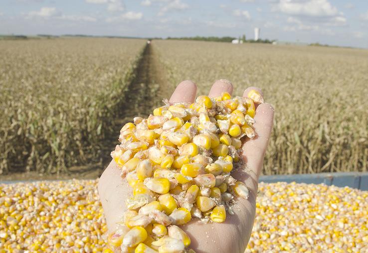 Le maïs profite bien de la conduite sans labour, il explore mieux le sol  et ses ressources hydriques ou minérales, capte plus de CO2 avec ses couverts  qui maintiennent une certaine fraîcheur dans le sol au moment du semis. 