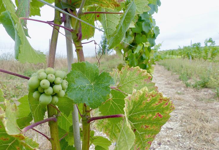 La voie B, qui va être supprimée, permettait d'obtenir la certification HVE lorsque les achats d'intrants étaient inférieurs à 30 % du chiffre d'affaires. Une aubaine pour les viticulteurs. 