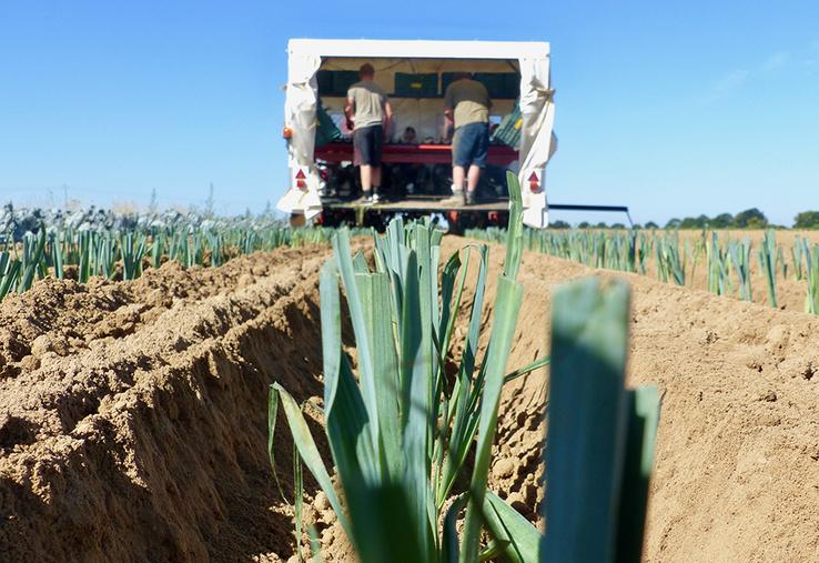 Les poireaux cultivés dans la Somme ne font pas exception. La production peine à s’écouler. 