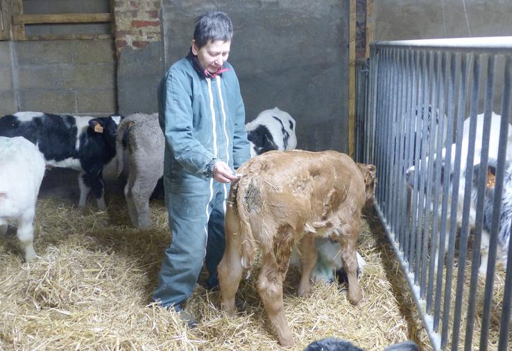 L’élevage de veaux de boucherie nécessite énormément de surveillance. Solange Schmitt est aux petits soins avec ses pensionnaires. 