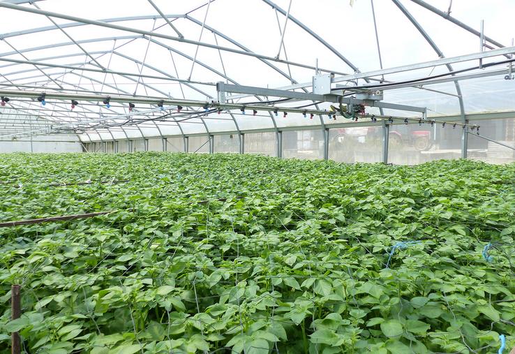 La France est le deuxième pays producteur de plants de pommes de terre européen, et le deuxième exportateur mondial. 