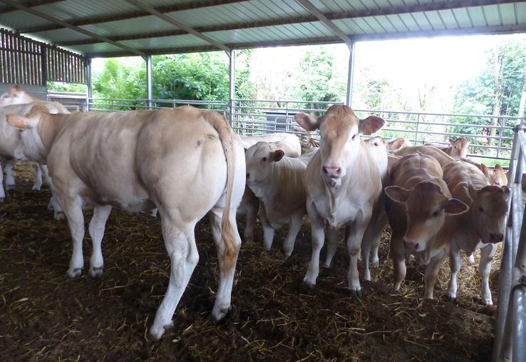 Toutes les génisses de Benoît Vignon sont pesées régulièrement. Pour être inséminées à quinze mois,  elles devront atteindre 60 % de leur poids adulte, soit 516 kg en moyenne. 