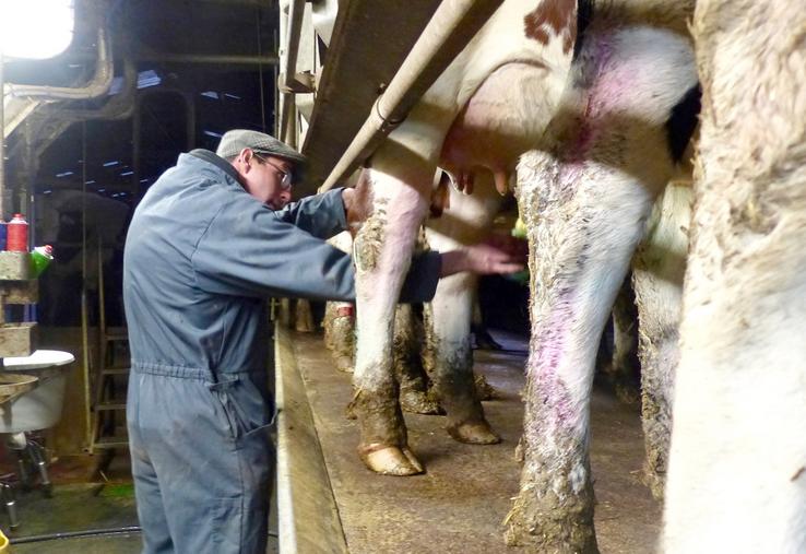 À trente-quatre ans, Charles Seigneur est un passionné d’élevage laitier. Mais il se pose très sérieusement la question  de poursuivre l’activité. «La rémunération est loin d’être cohérente avec la charge de travail.» 