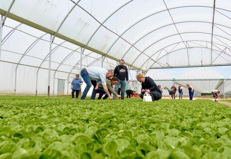 Première étape pour les candidats, sous l’œil attentif du responsable de production de Picvert, Christophe Ringard (à g.) : différencier un chénopode d’une pousse de mâche. 