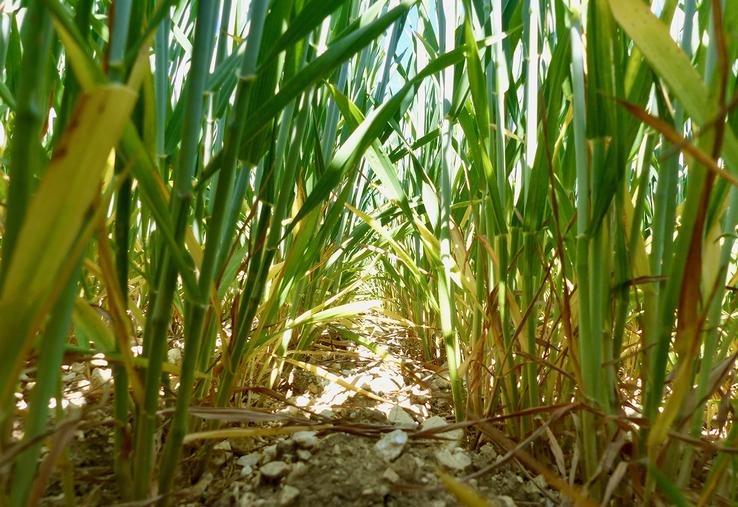 Les conditions météorologiques particulières devraient révéler de vraies différences entre ceux qui abordent une stratégie d’entretien des sols à long terme et ceux qui fonctionnent «à l’ancienne». 