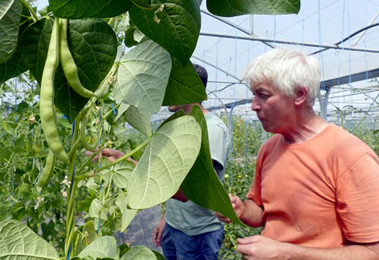 Parmi les cent-vingt variétés que Jean-Louis Christen cultive à l’année, figure désormais le haricot mangetout Princesse  à rames, variété ancienne régionale. 