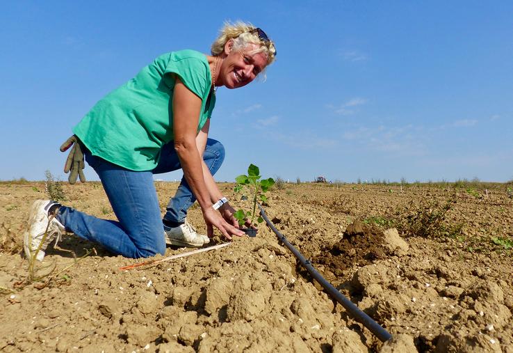 Pour Corinne, le plus gros travail a lieu pendant la plantation. Elle espère atteindre une rentabilité équivalente à celle  d’une bonne pomme de terre. 