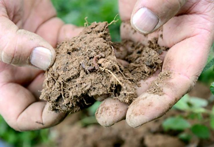 Les exploitations engagées dans des pratiques agroécologique présenteraient des performances supérieures à d’autres, avec des résultats hétérogènes.