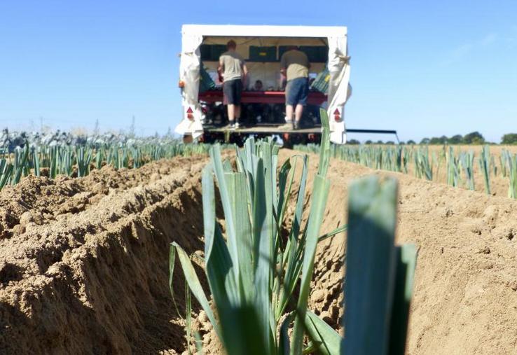 Qu’est-ce qui est carré, blanc, abrite sept travailleurs et roule à 350 m/h dans les champs de la CC2SO depuis trois mois ? La planteuse à poireaux !