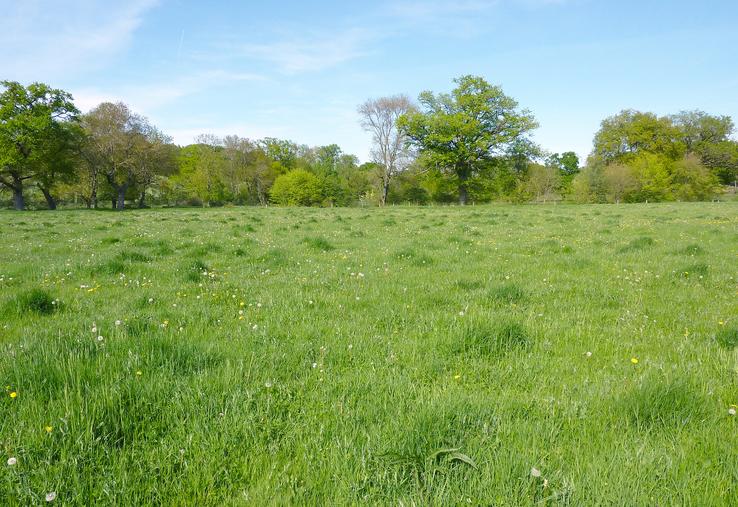 Contraste des zones bousas lié à une faible fertilité sauf à l’endroit des anciennes bouses.