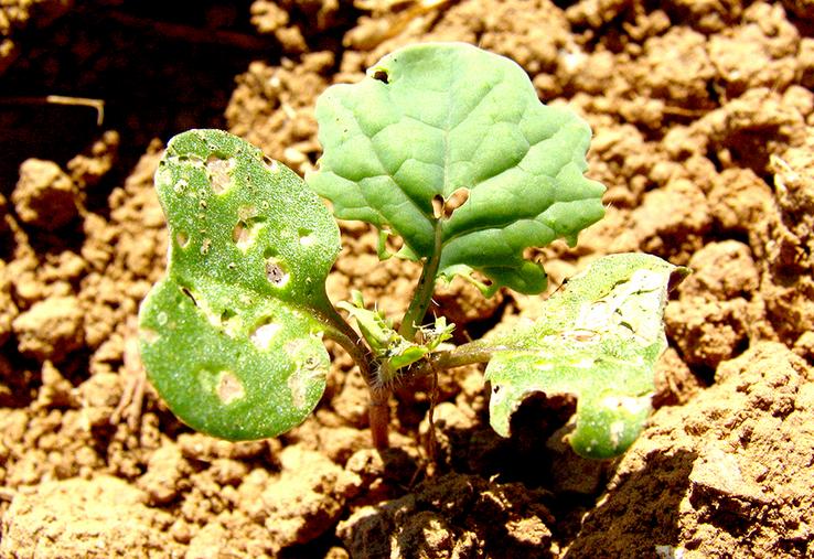 L’altise adulte se nourrit sur les cotylédons et les jeunes feuilles.