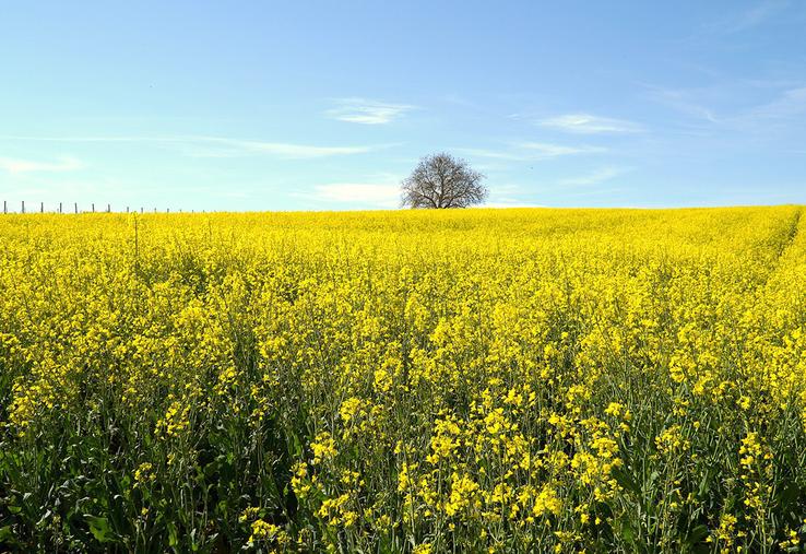 OleoZE permet de valoriser les efforts entrepris par les producteurs de colza (et de tournesol) pour réduire les émissions de gaz à effet de serre (GES) et développer le stockage de carbone sur leur exploitation. 