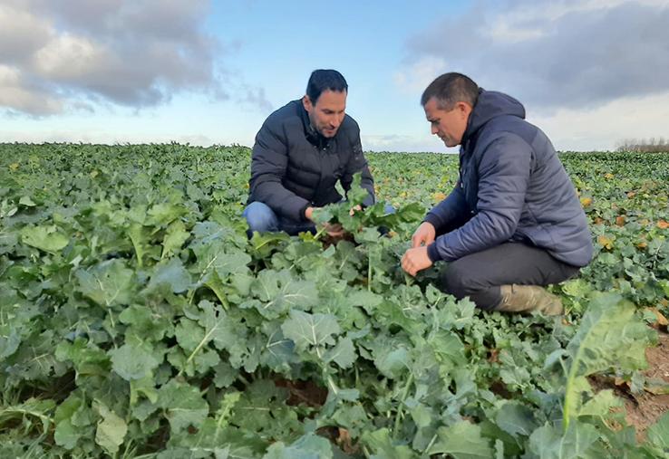 Nicolas Charpentier et Olivier Pecourt dans une parcelle de colza où le semis  a été réalisé le 13 août dernier avec des semences enrobées par la solution  Integral® Pro de BASF. 