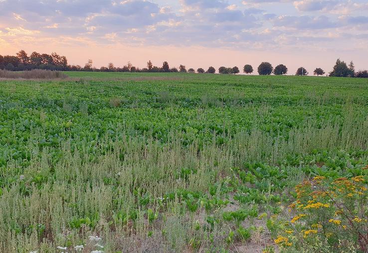 La campagne 2020 restera parmi l’une des plus particulières des dernières années.