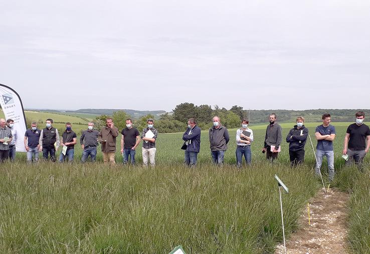 Visite des essais désherbage fétuque élevée à Bougainville. 