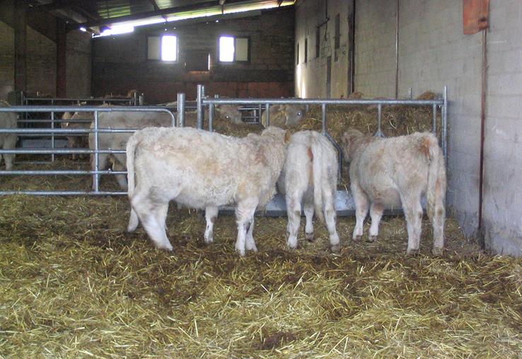 A 500 kg de poids vif, ces génisses seront capables de manger 5 kg de paille, la moitié de leurs besoins énergétiques.