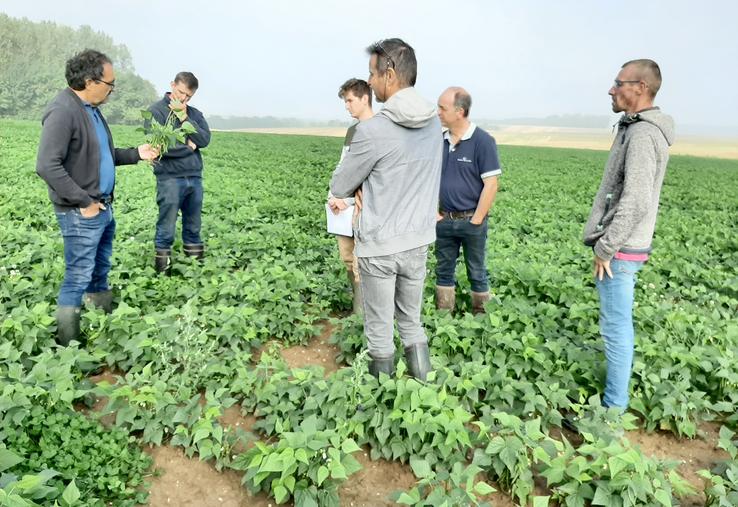 Attaques de mouches de semis et conditions météo rendent incertaine la récolte 2021 de haricots verts.