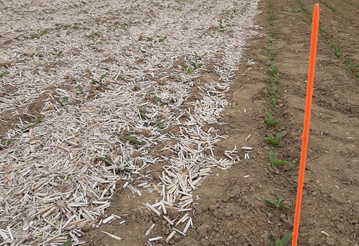 Au milieu  d’une parcelle de betteraves semées sans traitement néonicotinoïdes, une micro-parcelle accueille un paillage de miscanthus censé perturber le puceron vert. 