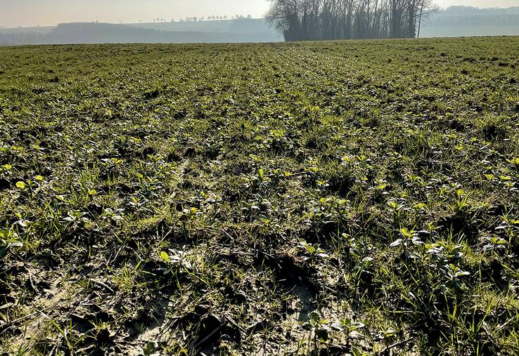 Parcelle d’essais de féveroles, Oneux.