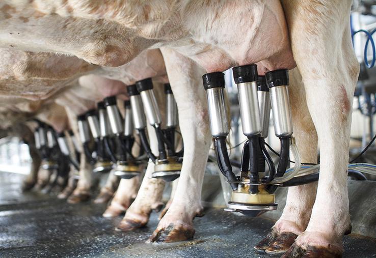 L’allongement du temps de traite a un impact sur le trayeur comme sur les vaches. 