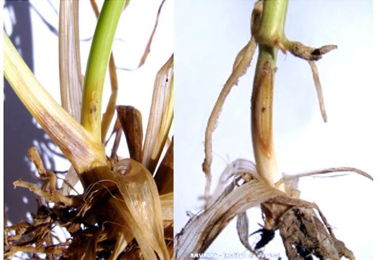 Le piétin-verse se matérialise par une tache sous le 1er entre-nœud, ocellée, elliptique, avec présence de stroma.