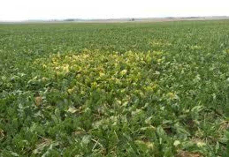 La situation sanitaire à laquelle est confrontée la filière betterave justifie, selon le gouvernement, la possibilité d'une dérogation à l'interdiction des néonicotinoïdes.