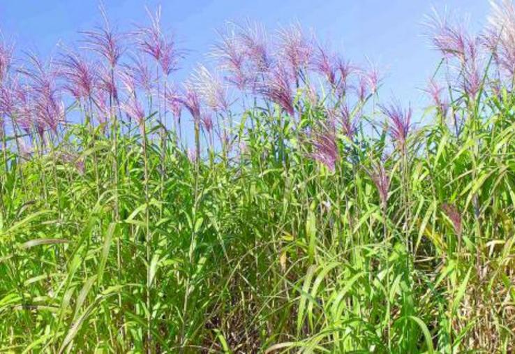 L’Inra poursuit sa recherche variétale sur le miscanthus, source de biomasse.