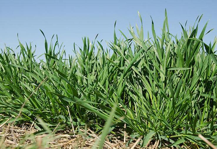 Dans le Nord, la montaison des blés se déroule en un temps record, si bien que les feuilles sortent plus vite que la cercosporiose ne progresse.