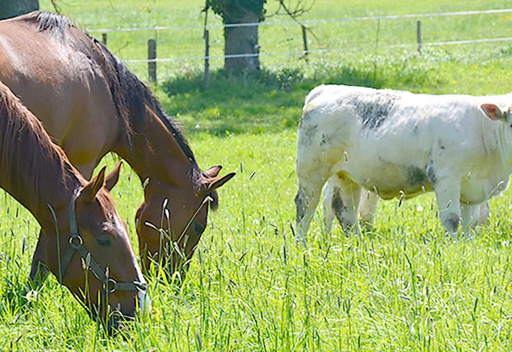 Le pâturage mixte équin-bovin semble bénéfique à tous points de vue (prairie plus homogène et diversité des espèces préservée, bonne gestion parasitaire des chevaux et meilleure croissance des génisses).