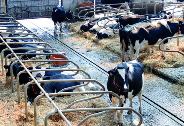 Il n’existe pas de sols parfaits, dans les plus couramment rencontrés, tant au niveau de la propreté des pieds, 
de la locomotion que de l’usure des onglons vaches laitières.